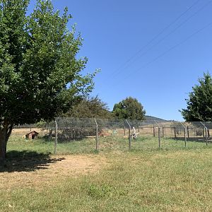 Dingo Enclosure