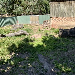 Common Wombat Exhibit
