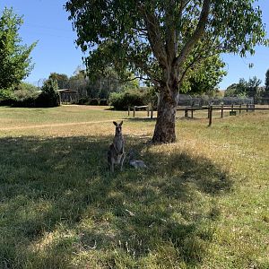 Free Range Eastern Grey Kangaroo