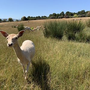 Fallow Deer