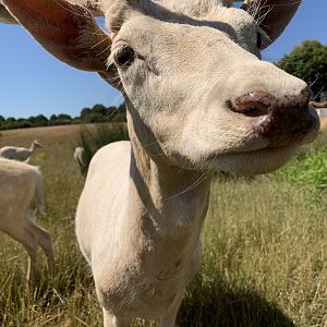 Fallow Deer