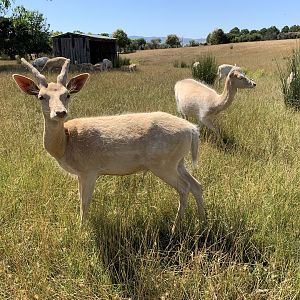 Fallow Deer