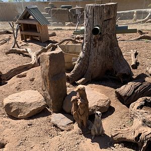 Meerkat Exhibit