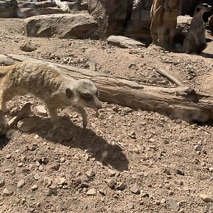 Meerkat