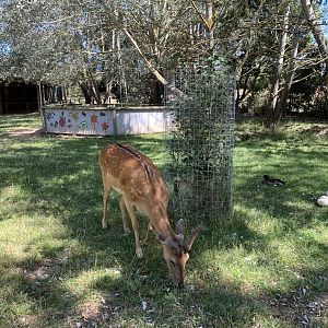 Free Range Fallow Deer