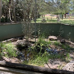 Cunningham’s Skink Exhibit