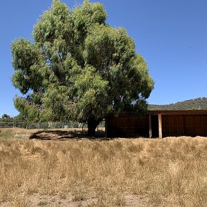 Emu and Deer Paddock