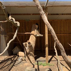 Red-tailed Black-Cockatoo Aviary