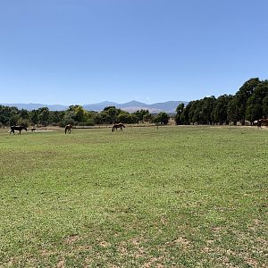 Horse and Water Buffalo Paddock
