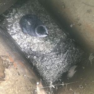 Korora [Little Blue Penguin]