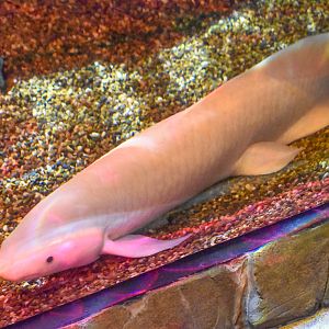 White Queensland Lungfish