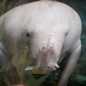 Dugong