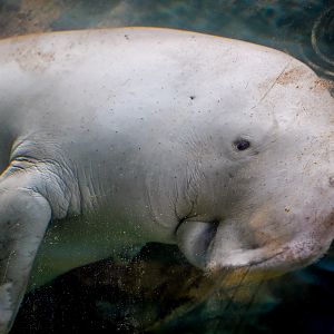 Dugong