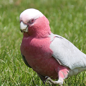 Galah