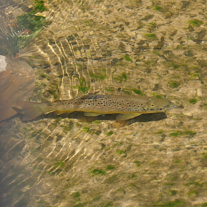 Brown Trout