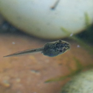 Southern Brown Tree Frog tadpole