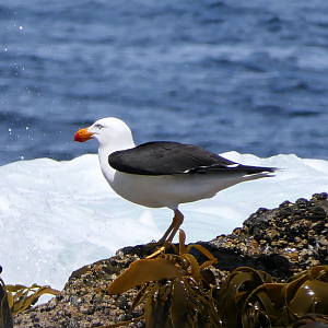 Pacific Gull