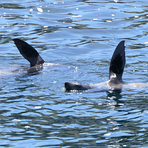 Longnose Fur Seals