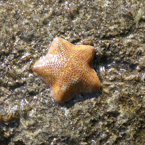 Parvulastra exigua - Dwarf Cushion Star
