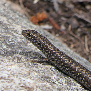 Ocellated Cool-Skink