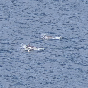 Short-beaked Common Dolphin