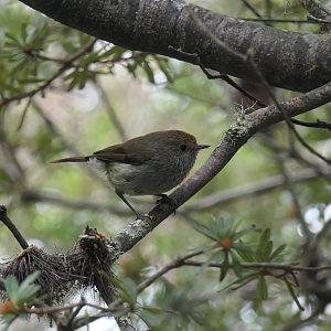 Tasmanian Thornbill