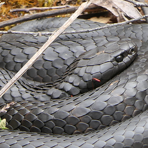 Tiger Snake