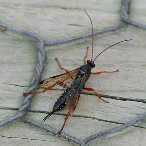 Cream-spotted Ichneumon