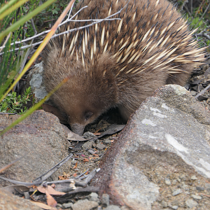 Echidna
