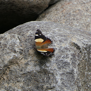 Yellow Admiral