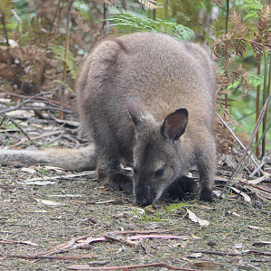 Bennett's Wallaby