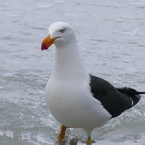 Pacific Gull