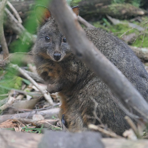 Red-bellied Pademelon