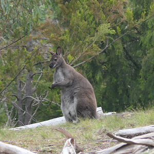 Bennett's Wallaby