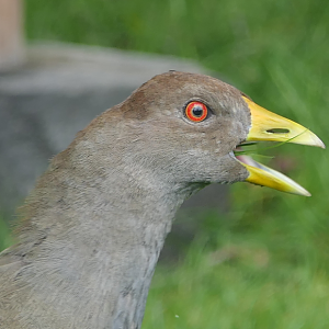 Tasmanian Native-hen