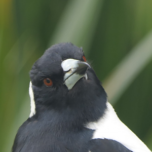 Tasmanian Magpie