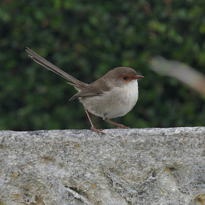 Superb Fairywren