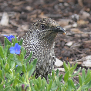 Little Wattlebird