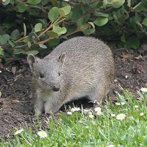 Southern Brown Bandicoot