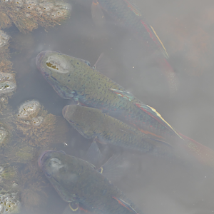 Giuris aporocephalus