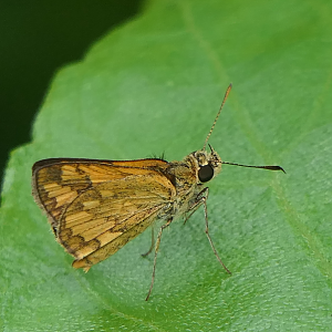 Wide-brand Grass-Dart