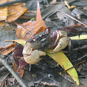 Tioman Crab