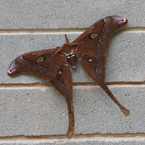 Hercules Moth