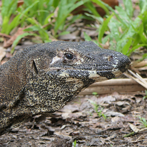 Lace Monitor