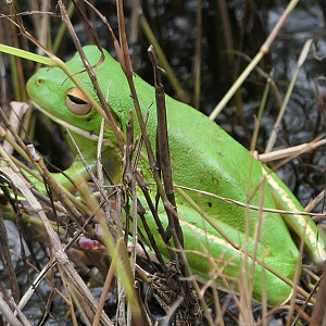White-lipped Tree Frog
