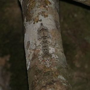 Northern Leaf-tailed Gecko