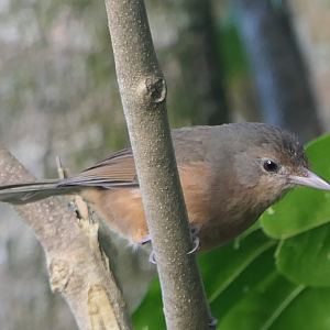 Rufous Shrikethrush