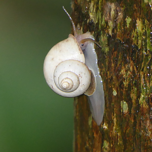 Leptopoma perlucidum