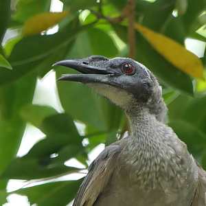 Hornbill Friarbird