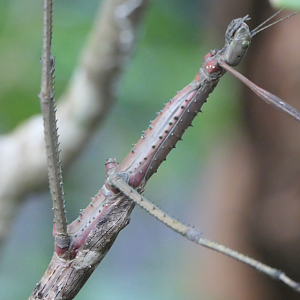 Wülfing's Stick Insect